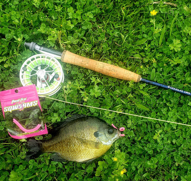 Panfish on a hook, caught using a Pond Pro Sqworm
