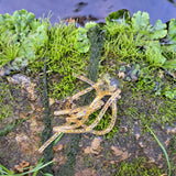 Pond Pro Gold Flake Sqworms on a rock with moss near water.