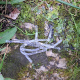 Pond Pro Silver Flake Sqworms on a Rock with moss and foliage.