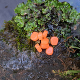 Orange Pond Pro Scorn on a wet rock covere in foliage.
