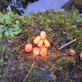 Orange Pond Pro Scorn fishing lures on a mossy rock with water in the background.
