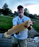 A man holding a golden trout that he caught wade fishing the Spring River in Arkansas.