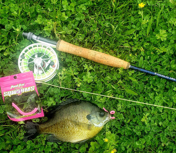 Panfish on a hook, caught using a Pond Pro Sqworm