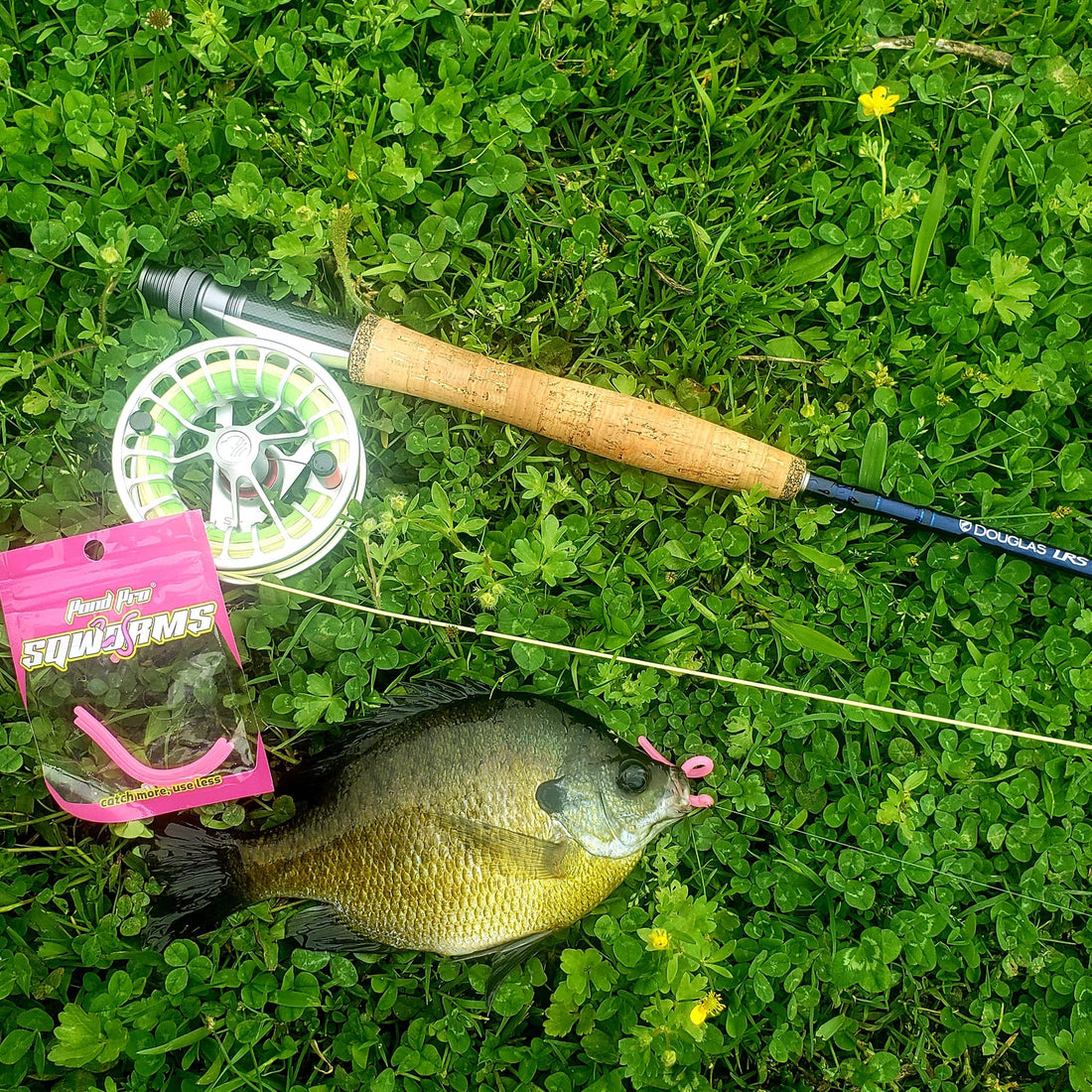 Panfish on a hook, caught using a Pond Pro Sqworm