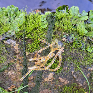Pond Pro Gold Flake Sqworms on a rock with moss near water.