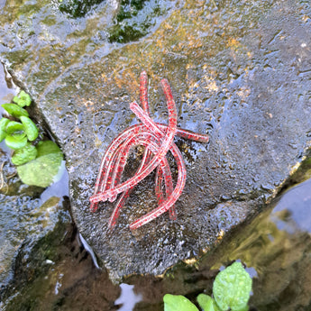 Pond Pro Red Flake Sqworms on a rock near water.