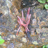 Pond Pro Red Flake Sqworms on a rock.