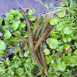 Pond Pro, Pond Wands, in the color Watermelon Redflake, on foliage on river bank.