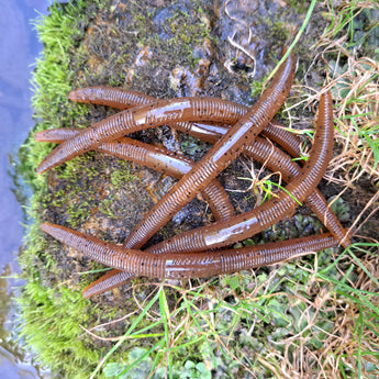 Group of Pond Wands on a damp surface with grass and water in the background