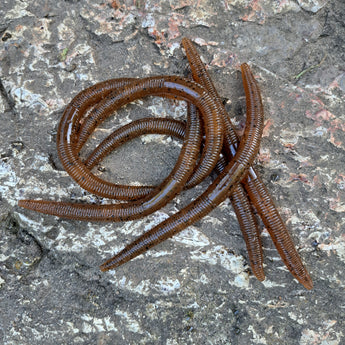 Group of Pond Wands on a textured stone surface