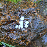 Pond Pro Scorn in the color white on a wet rock.