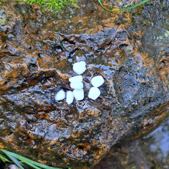 Pond Pro Scorn in the color white on a wet rock.