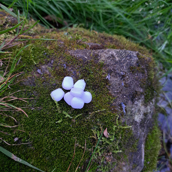 White Pond Pro Scorn on a rock covered in moss.
