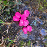 Bubblegum Pink Pond Pro Scorn on a wet rock surrounded by foliage.
