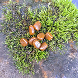 Pond Pro Scorn in the color brown on a moss covered rock.