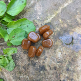 Brown Pond Pro Scorn on a rock  next to foliage.