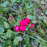 Pond Pro Scorn in Taney Pink.