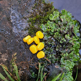 Yellow Pond Pro Scorn on a mossy surface.
