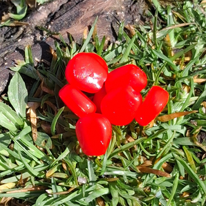 Scorn™️- Red Bubblegum Reusable Soft Plastics