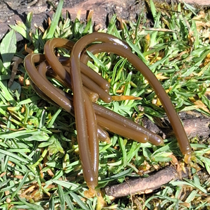 Sqworms™- Light Brown Reusable Soft Plastics