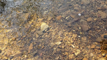 Pond Pro Scorn in the color brown float in a river